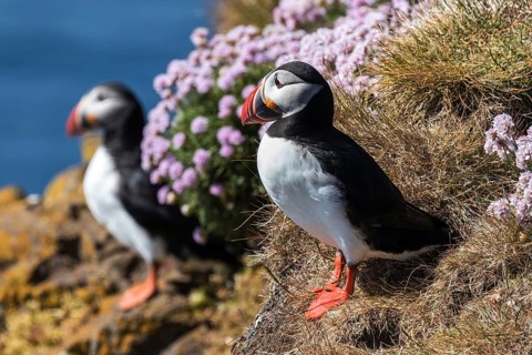 Two Puffins (Fratercula arctica)