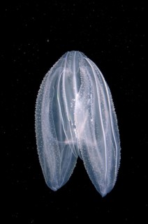 Warty Comb Jelly
