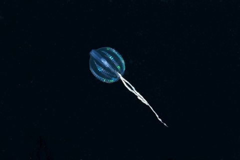Sea Gooseberry (Pleurobrachia pileus)