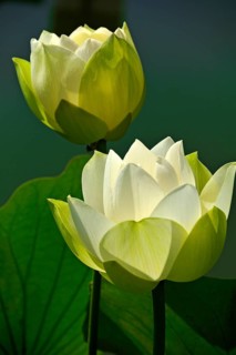 Two White Lotos Flowers (Nelumbo sp.)