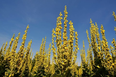 Denseflower mullein (Verbascum densiflorum)