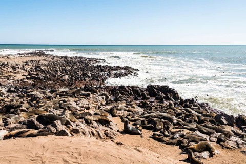 Colony of Brown Fur Seals or Cape Fur Seals (Arctocephalus pusillus)
