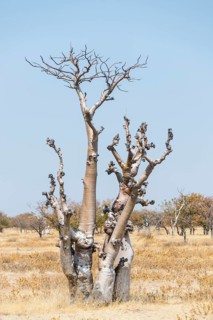 Moringa (Moringa ovalifolia)