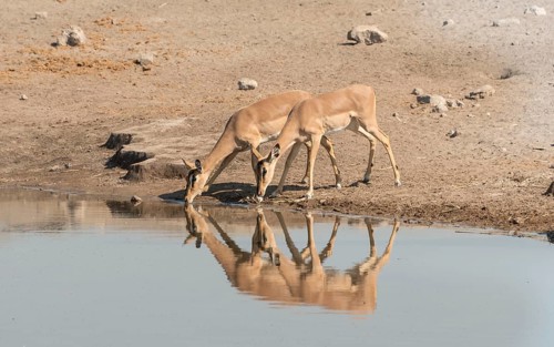 Group of Black Nose Impalas (Aepyceros melampus petersi) drinking at water