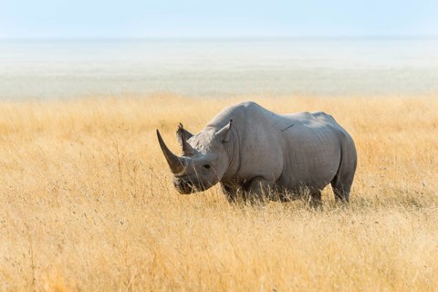 Black Rhino (Diceros bicornis) grazing at the edge of the Etosha Pan