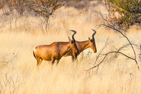 Red hartebeest