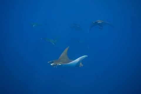 Sicklefin Devil Rays or Box Rays (Mobula tarapacana)