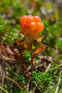 Cloudberry (Rubus chamaemorus)