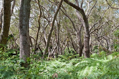 Foret de Belouve