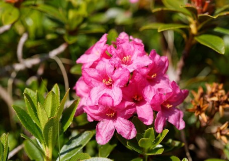 Hairy Alpenrose (Rhododendron hirsutum)