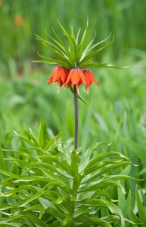 Crown Imperial Fritillary (Fritillaria imperialis Rubra)