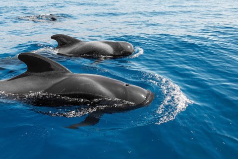 Pilot Whales (Globicephala)