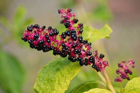 Red-ink Plant or Indian Pokeweed (Phytolacca acinosa)