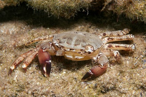 Marbled Rock Crab (Pachygrapsus marmoratus)
