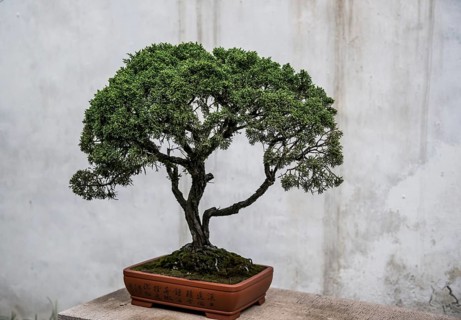 Bonsai tree in front of a concrete wall