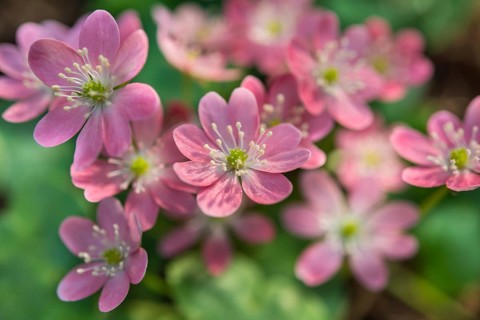 Pink Hepatica or Liverwort (Hepatica)