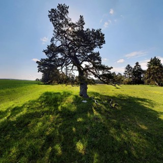Pine Tree (Pinus) with backlight