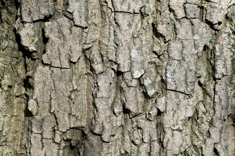 Bark