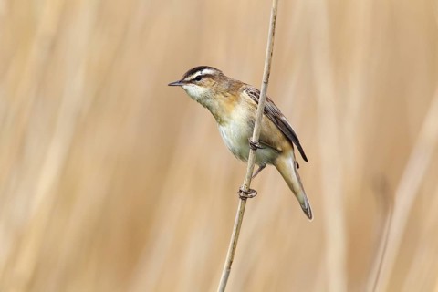 Sedge Warbler (Acrocephalus schoenobaenus) perched on reed