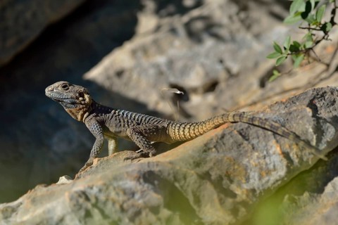 Hardun or Painted Agama (Laudakia stellio daani)