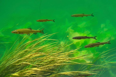 European Chub (Leuciscus cephalus)