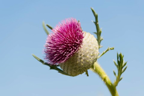 Woolly Thistle (Cirsium eriophorum)
