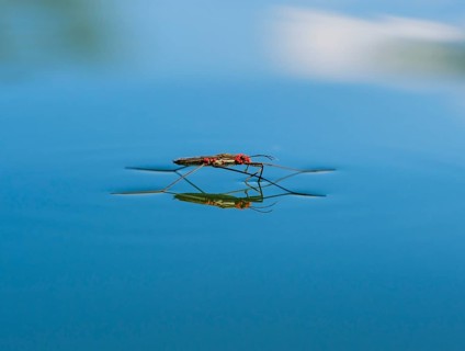 Common pond skater (Gerris lacustris) with red mites on water surface