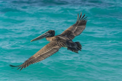 Brown Pelican (Pelecanus occidentalis)