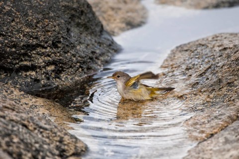 American Yellow Warbler (Dendroica petechia aureola)