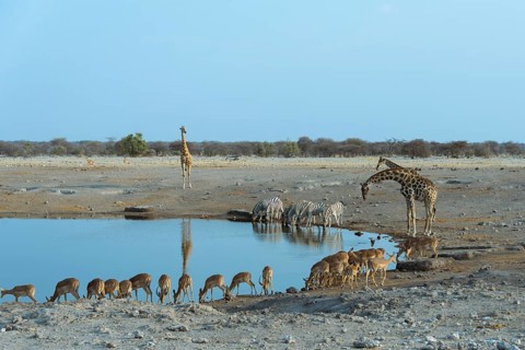 Burchell's Zebra (Equus quagga burchellii)