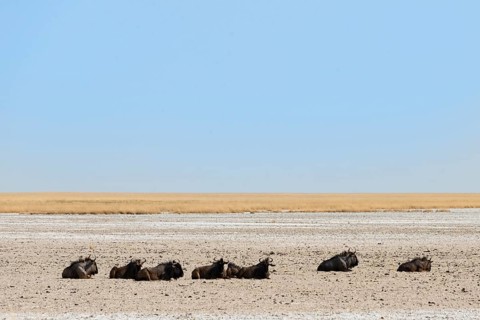 Blue Wildebeest (Connochaetes taurinus) lying in the midday heat