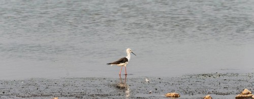 Black-winged Stilt (Himantopus himantopus)