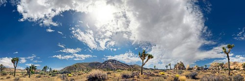 Panorama of Horror Rocks with Joshua Trees or Palm Tree Yuccas (Yucca brevifolia) and a cloudy sky