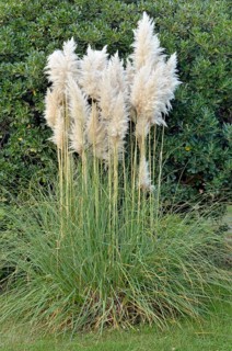 Pampas Grass (Cortaderia sp.)
