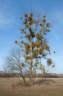 European Mistletoe or Common Mistletoe (Viscum album) growing on a Poplar tree (Populus sp)