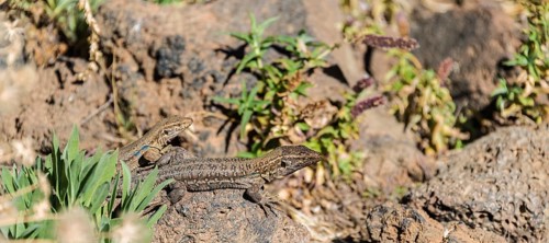 Two Canaries Lizards (Gallotia galloti) basking on a rock