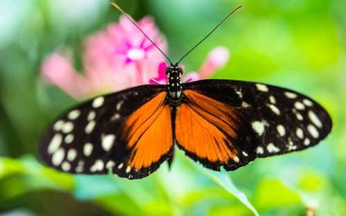 Ismenius Tiger or Tiger Heliconian (Heliconius ismenius)