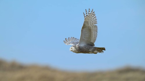 Snowy Owl (Bubo scandiacus)