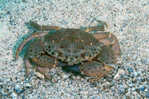 Warty Crab