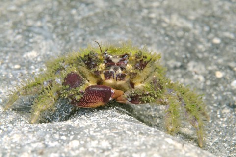 Bristly Crab (Pilumnus hirtellus)