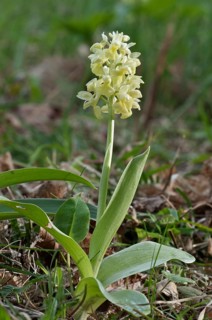 Pale-flowered Orchid (Orchis pallens)