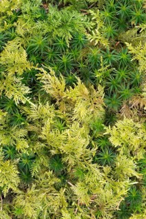 Haircap Moss or Hair Cap Moss (Polytrichum formosum) and Tamarisk Thuidium Moss (Thuidium tamariscinum)