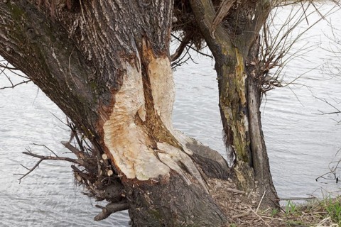 Beaver bite marks on a tree on the Elbe river