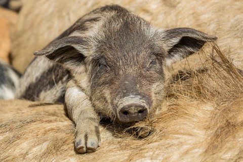 Mangalitsa or Mangalitza Pigs (Sus scrofa domestica)