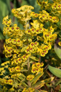 Martin's Spurge (Euphorbia martinii)