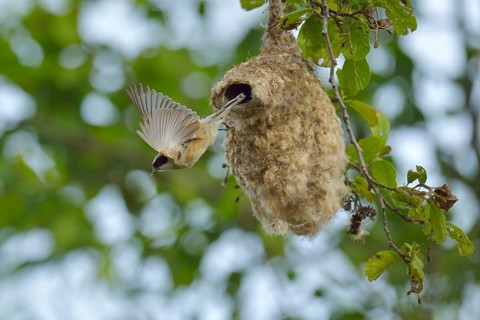 Penduline Tit (Remiz pendulinus) flying from its nest