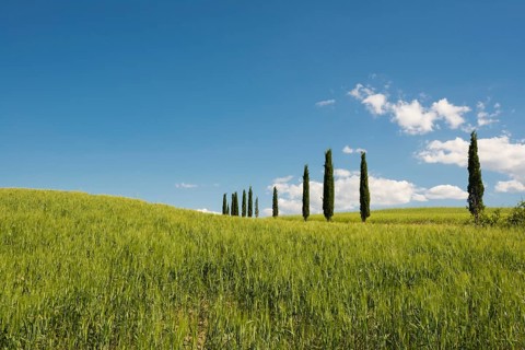 Mediterranean Cypresses (Cupressus sempervirens)