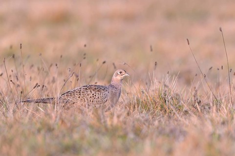 Pheasant (Phasianus colchicus)