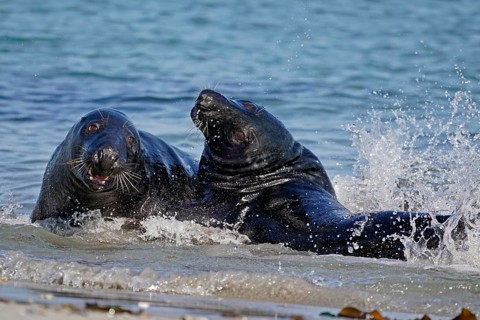 Two Grey seals (Halichoerus grypus) fighting in shallow water