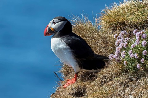 Puffin (Fratercula arctica)